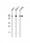 BAG3 Antibody (N-Term)